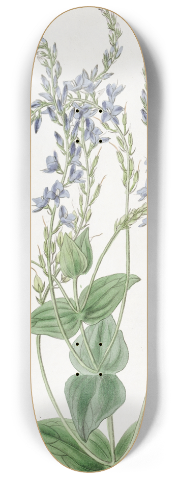 Sydenham Edwards - Perfoliate Veronica 8.25 inch art skate deck