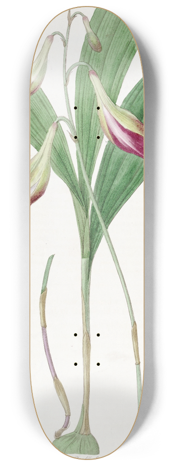 Sydenham Edwards - Pink-flowered Crybe 8.25 inch art skate deck