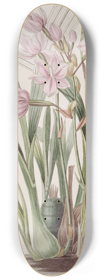 Sydenham Edwards - Pink Paxtonia 8.25 inch art skate deck
