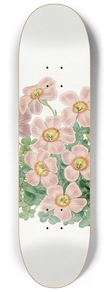 Sydenham Edwards - Piottas Oxalis 8.25 inch art skate deck