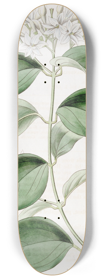 Sydenham Edwards - Pointed-leaved Jasmine 8.25 inch art skate deck