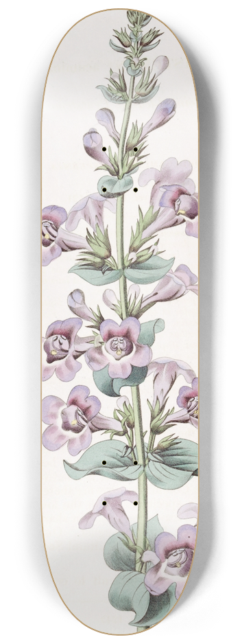 Sydenham Edwards - Pointed-leaved Pentstemon 8.25 inch art skate deck