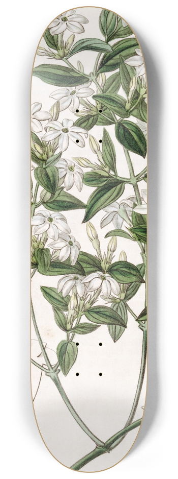 Sydenham Edwards - Privet-leaved Jasmine 8.25 inch art skate deck
