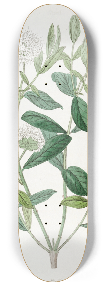 Sydenham Edwards - Privet-leaved Pimelea 8.25 inch art skate deck