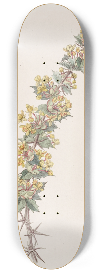 Sydenham Edwards - Ray-spined Berberry 8.25 inch art skate deck