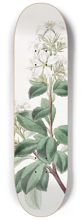 Sydenham Edwards - Red Raphiolepis 8.25 inch art skate deck