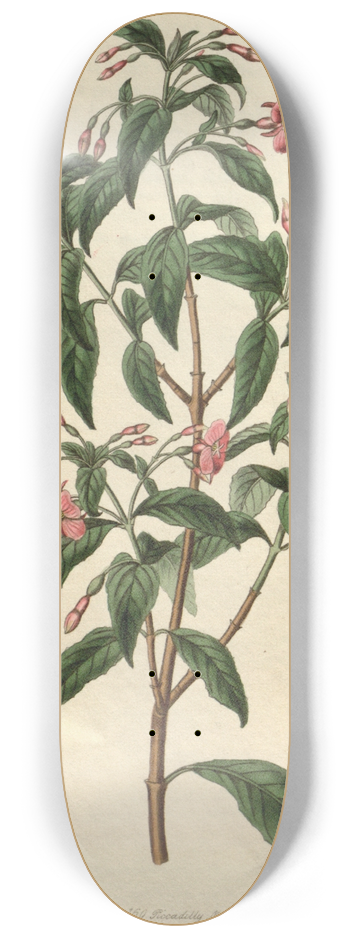 Sydenham Edwards - Rod-branched Fuchsia 8.25 inch art skate deck