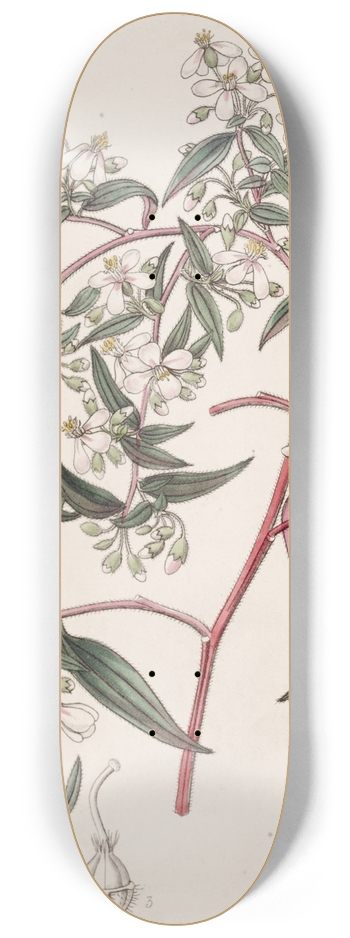 Sydenham Edwards - Rose-coloured Centradenia 8.25 inch art skate deck