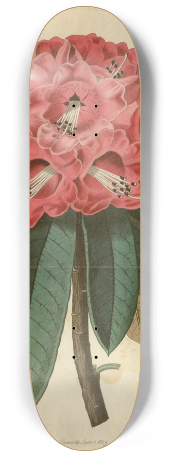 Sydenham Edwards - Rose-coloured Tree Rhododendron 8.25 inch art skate deck
