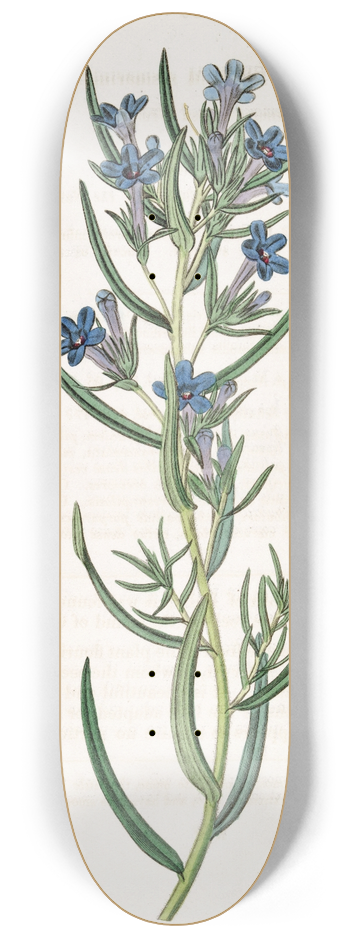 Sydenham Edwards - Rosemary-leaved Gromwell 8.25 inch art skate deck