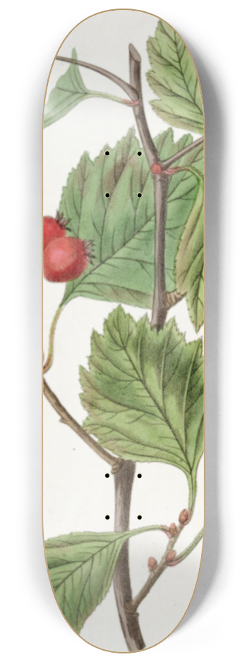 Sydenham Edwards - Scarlet-fruited Hawthorn 8.25 inch art skate deck