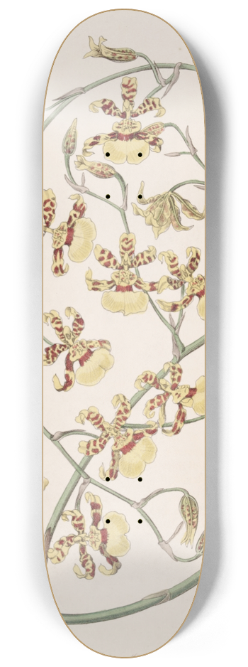 Sydenham Edwards - Scorched Oncidium 8.25 inch art skate deck