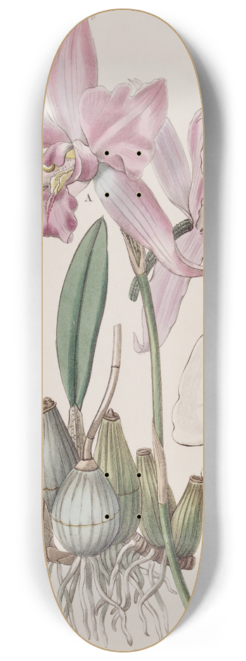 Sydenham Edwards - Scurfy-stalked Laelia 8.25 inch art skate deck