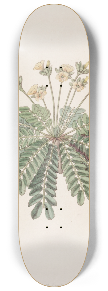 Sydenham Edwards - Sensitive Wood-sorrel 8.25 inch art skate deck