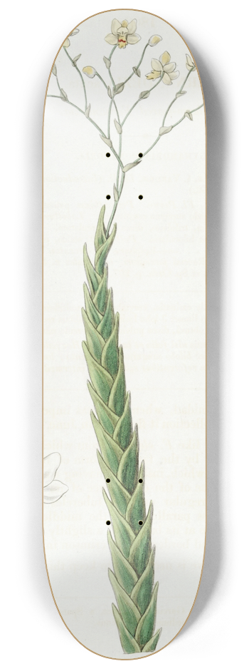Sydenham Edwards - Sharp-leaved Fernandezia 8.25 inch art skate deck