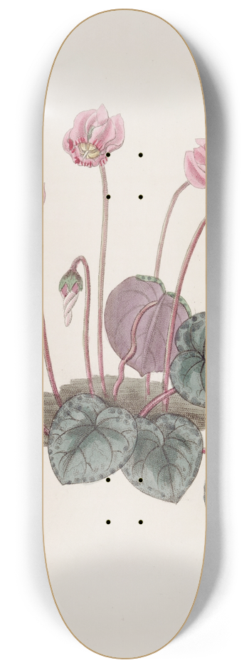 Sydenham Edwards - Shore Cyclamen 8.25 inch art skate deck