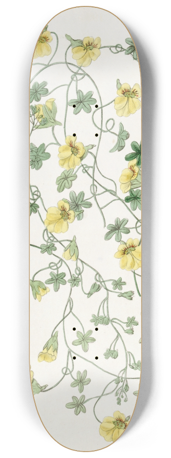 Sydenham Edwards - Short-spurred Tropaeolum 8.25 inch art skate deck