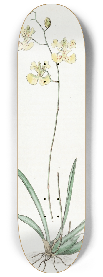 Sydenham Edwards - Sir C. Lemons Oncidium 8.25 inch art skate deck