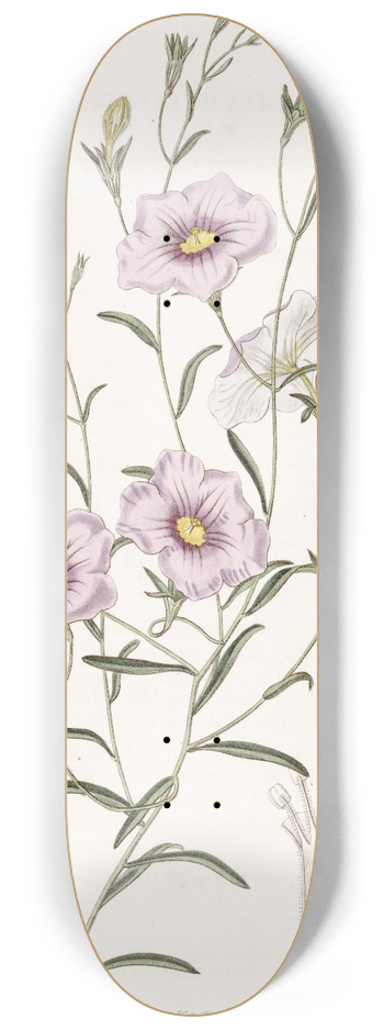 Sydenham Edwards - Slender-stemmed Nierembergia 8.25 inch art skate deck