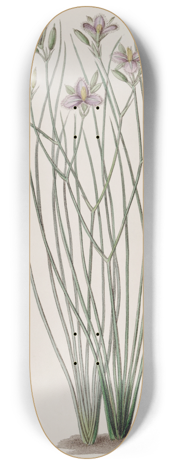 Sydenham Edwards - Slender Thysanotus 8.25 inch art skate deck