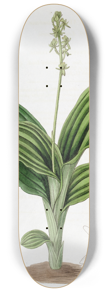 Sydenham Edwards - S. Leone Liparis 8.25 inch art skate deck