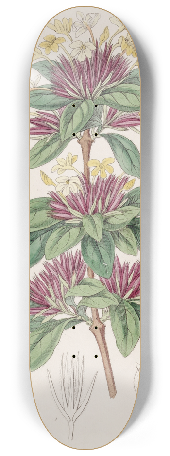 Sydenham Edwards - Small-flowered Lankesteria 8.25 inch art skate deck