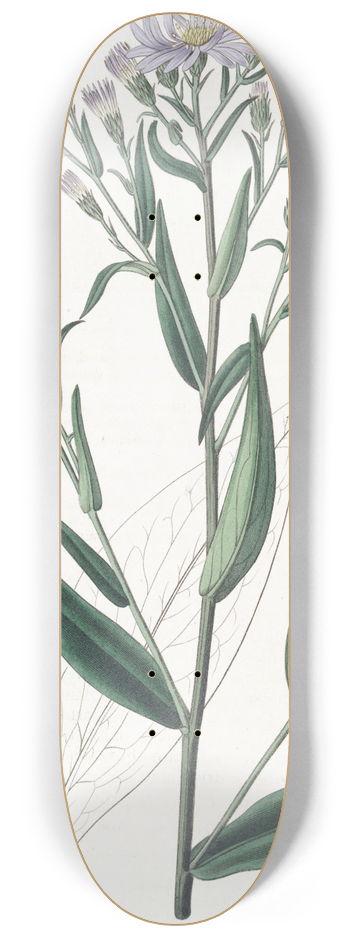 Sydenham Edwards - Smooth Aster 8.25 inch art skate deck