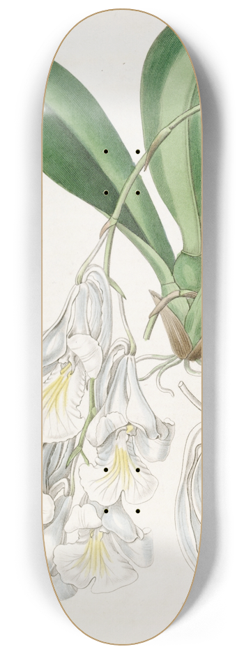Sydenham Edwards - Snow-white Burlingtonia 8.25 inch art skate deck