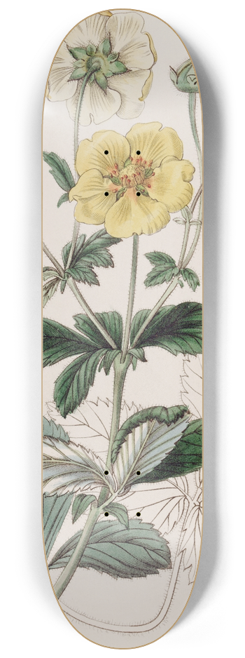 Sydenham Edwards - Specious Cinquefoil 8.25 inch art skate deck