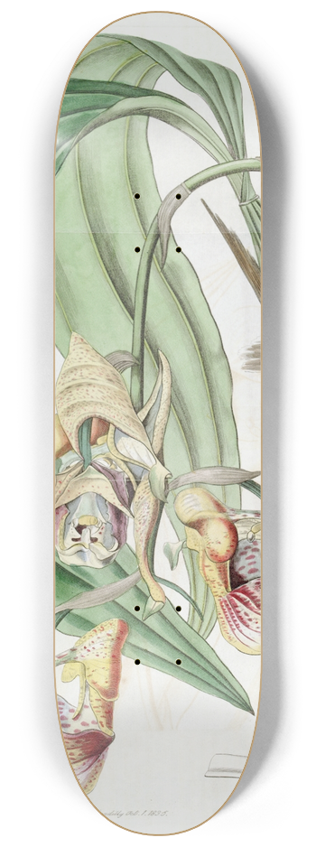 Sydenham Edwards - Spotted Coryanthes 8.25 inch art skate deck
