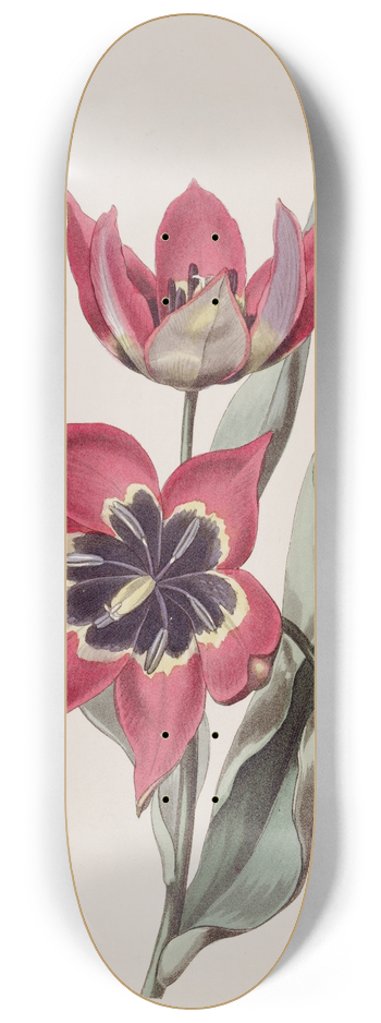 Sydenham Edwards - Strong-smelling Tulip 8.25 inch art skate deck