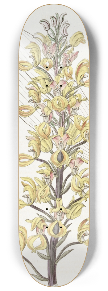 Sydenham Edwards - Superb Govenia 8.25 inch art skate deck