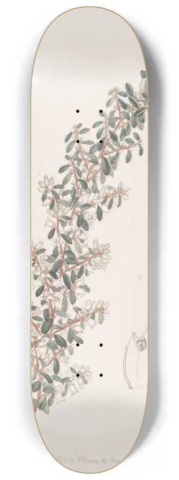 Sydenham Edwards - Sweet-scented Cryptandra 8.25 inch art skate deck