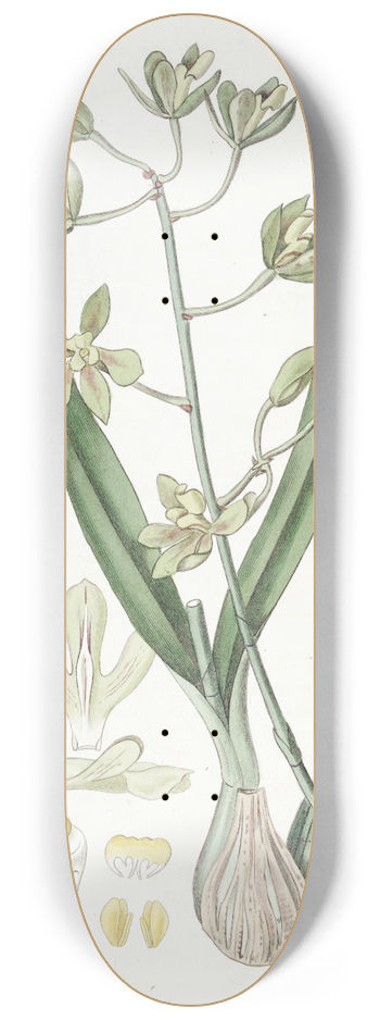 Sydenham Edwards - Sweet-scented Epidendrum 8.25 inch art skate deck