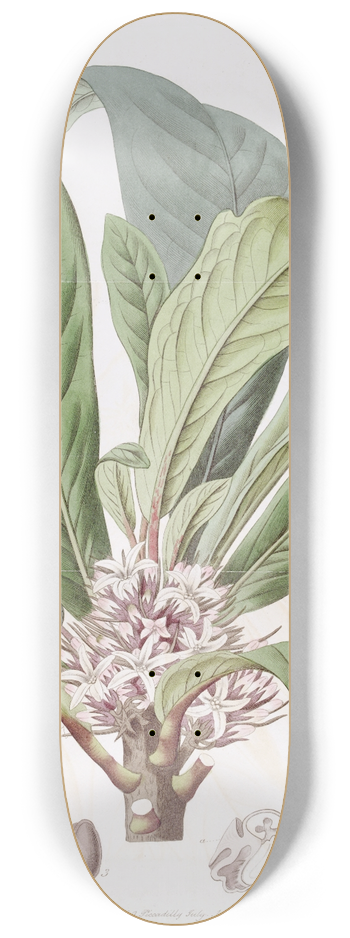 Sydenham Edwards - Sweet-scented Galipea 8.25 inch art skate deck