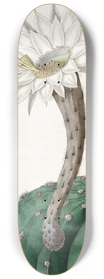 Sydenham Edwards - Sweet-Scented Spicy Cactus 8.25 inch art skate deck