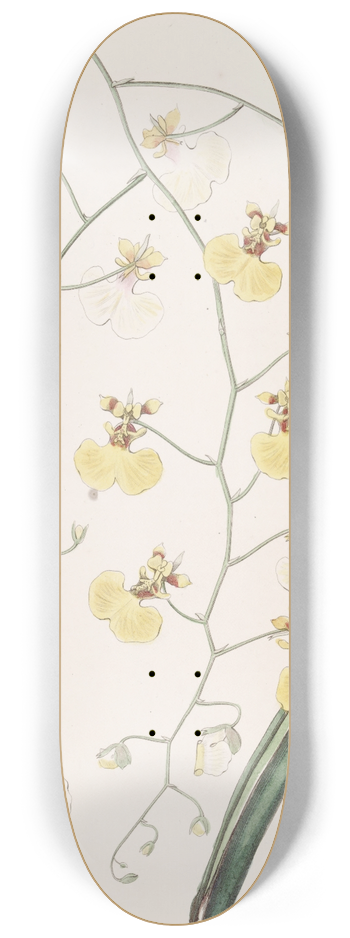 Sydenham Edwards - Tail-leaved Oncidium 8.25 inch art skate deck