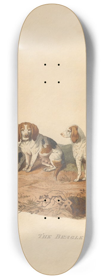 Sydenham Edwards - The Beagle 8.25 inch art skate deck