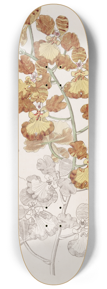 Sydenham Edwards - The Cropeared Oncid 8.25 inch art skate deck