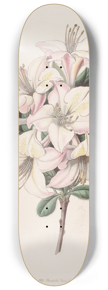 Sydenham Edwards - The Highclere Azalea 8.25 inch art skate deck