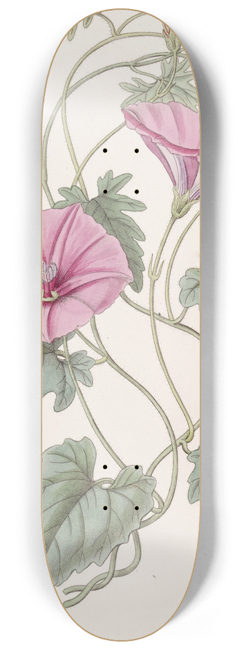 Sydenham Edwards - The Italian Bindweed 8.25 inch art skate deck