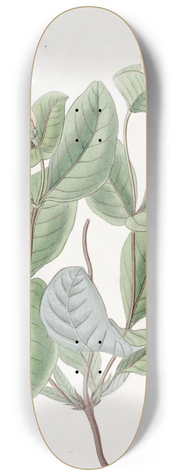 Sydenham Edwards - The North-west Honeysuckle 8.25 inch art skate deck