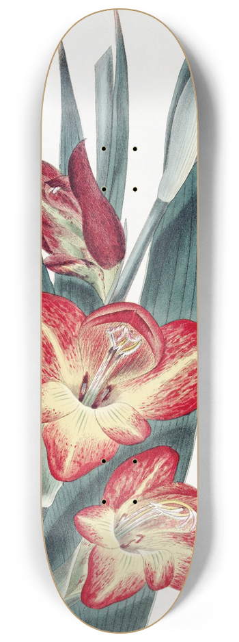 Sydenham Edwards - The Parrot Gladiole 8.25 inch art skate deck