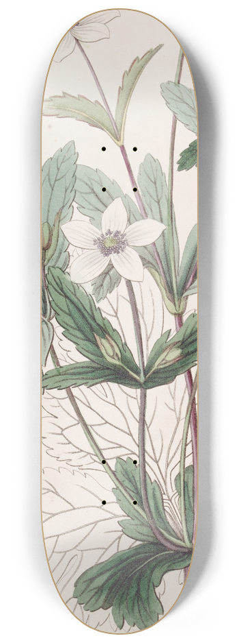Sydenham Edwards - The Rill Anemone 8.25 inch art skate deck