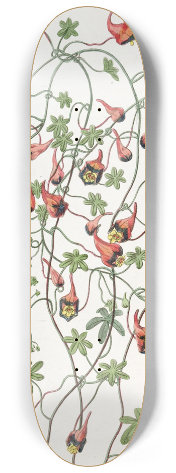 Sydenham Edwards - Three-coloured Tropaeolum 8.25 inch art skate deck