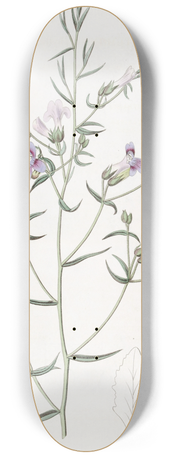 Sydenham Edwards - Three-leaved Pentstemon 8.25 inch art skate deck