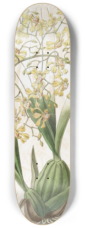 Sydenham Edwards - Triangular-lipped Oncidium 8.25 inch art skate deck