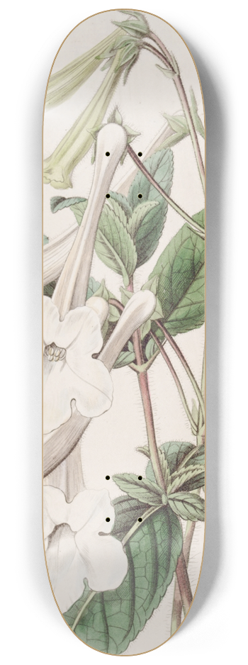 Sydenham Edwards - Tube-flowered Gloxinia 8.25 inch art skate deck