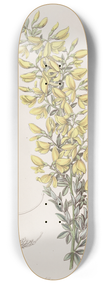 Sydenham Edwards - Twiggy Broom 8.25 inch art skate deck