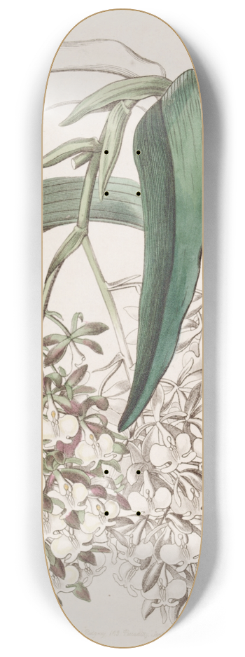 Sydenham Edwards - Two-footed Epidendrum 8.25 inch art skate deck